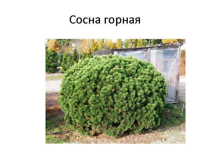 Сосна горная 