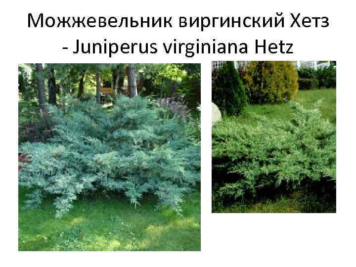 Можжевельник виргинский Хетз - Juniperus virginiana Hetz 