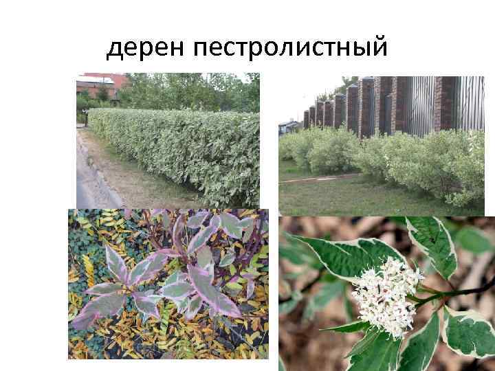 дерен пестролистный 