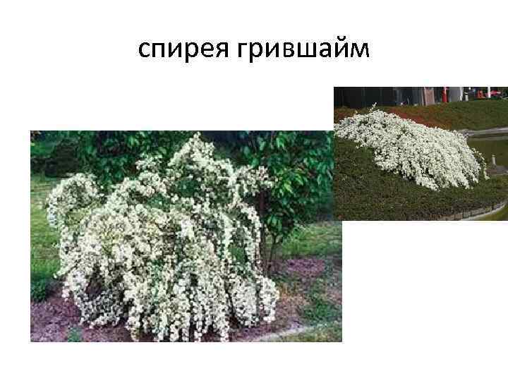 спирея грившайм 