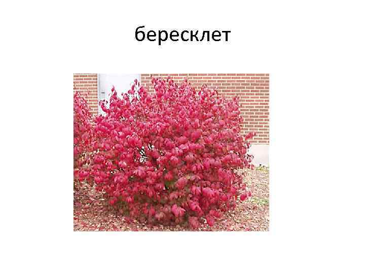 бересклет 