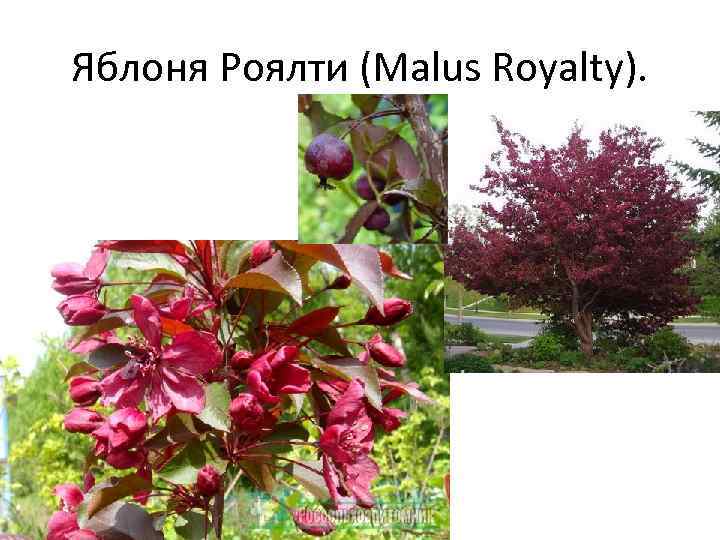 Яблоня Роялти (Malus Royalty). 