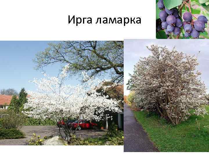 Ирга ламарка 