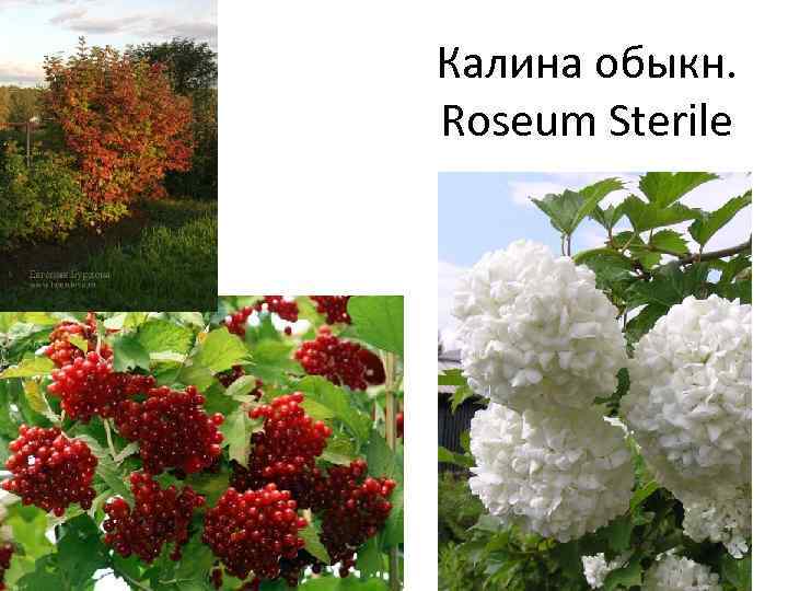 Калина обыкн. Roseum Sterile 