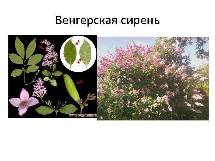 Венгерская сирень 