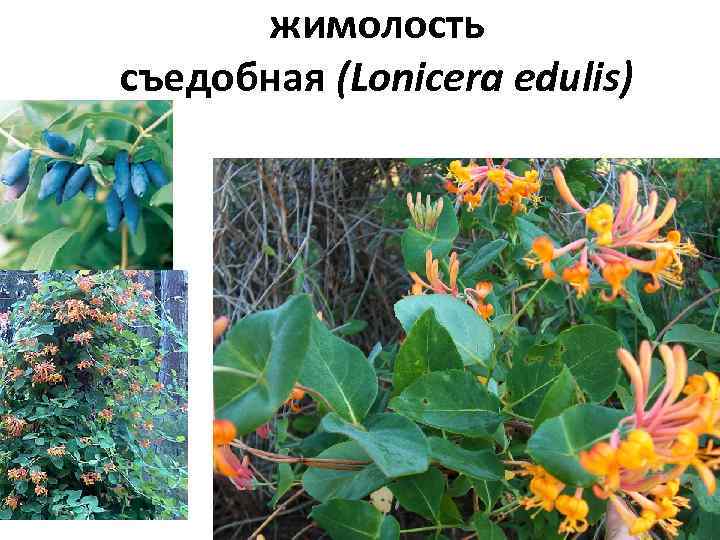 жимолость съедобная (Lonicera edulis) 