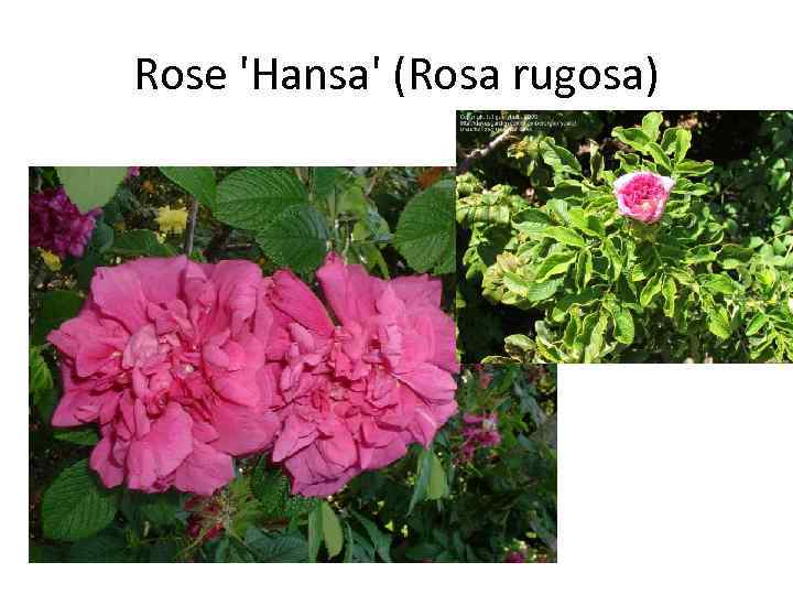 Rose 'Hansa' (Rosa rugosa) 