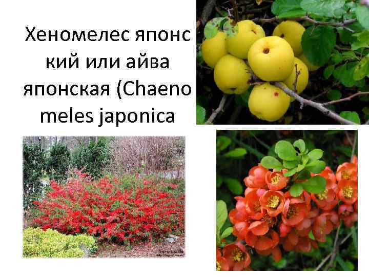 Хеномелес японс кий или айва японская (Chaeno meles japonica 