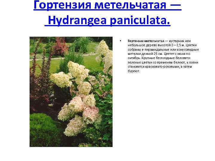 Гортензия метельчатая — Hydrangea paniculata. • Гортензия метельчатая — кустарник или небольшое дерево высотой