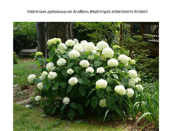 Гортензия древовидная Анабель (Hydrangea arborescens Anabell 