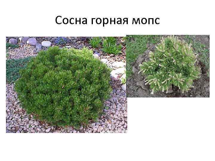 Сосна горная мопс 