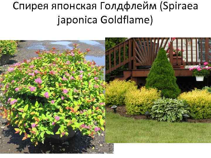 Спирея японская Голдфлейм (Spiraea japonica Goldflame) 