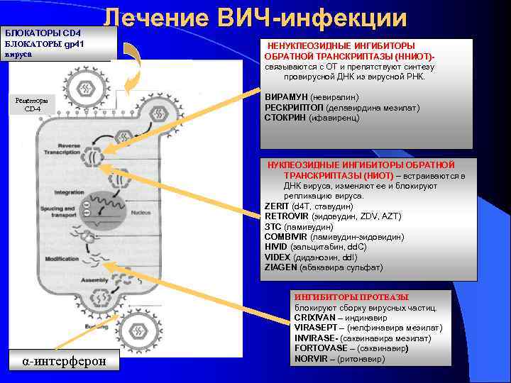 БЛОКАТОРЫ CD 4 БЛОКАТОРЫ gp 41 вируса Лечение ВИЧ-инфекции Рецепторы CD-4 НЕНУКЛЕОЗИДНЫЕ ИНГИБИТОРЫ ОБРАТНОЙ