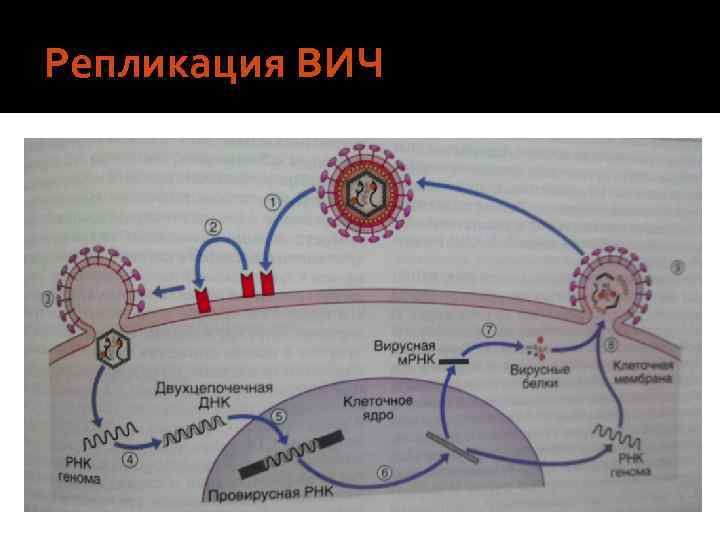 Репликация ВИЧ 