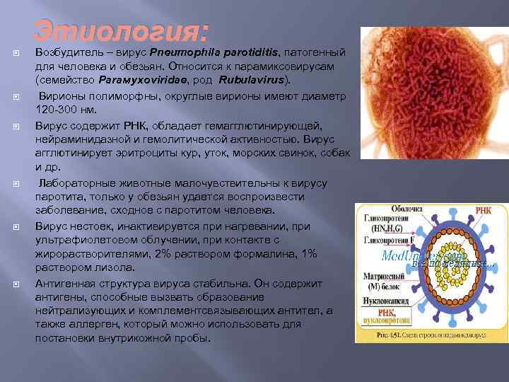 Этиология: Возбудитель – вирус Pneumophila parotiditis, патогенный для человека и обезьян. Относится к парамиксовирусам