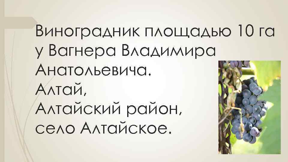 Виноградник площадью 10 га у Вагнера Владимира Анатольевича. Алтай, Алтайский район, село Алтайское. 