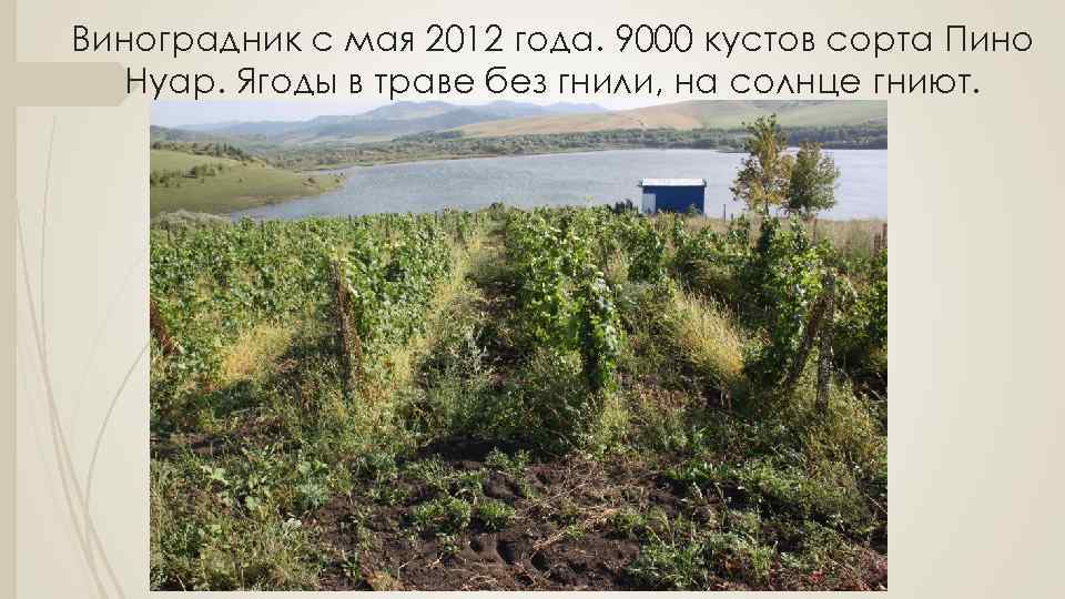 Виноградник с мая 2012 года. 9000 кустов сорта Пино Нуар. Ягоды в траве без