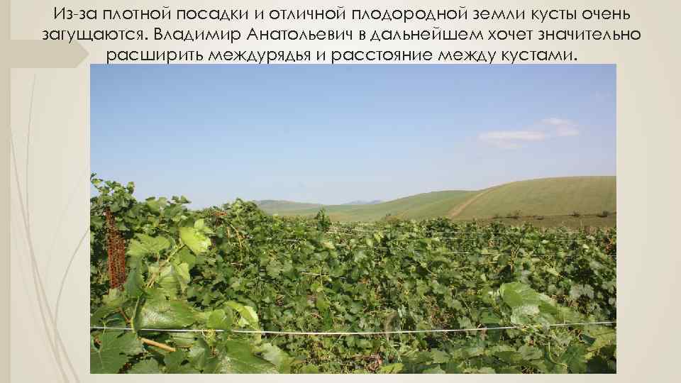 Из-за плотной посадки и отличной плодородной земли кусты очень загущаются. Владимир Анатольевич в дальнейшем