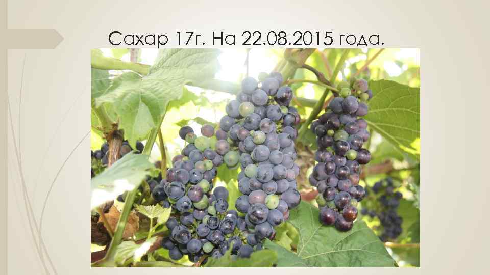 Сахар 17 г. На 22. 08. 2015 года. 