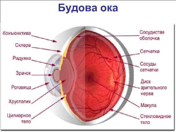 Будова ока 