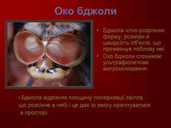 Око бджоли • Бджола чітко розрізняє форму, розміри й швидкість об’єкта, що промайнув поблизу