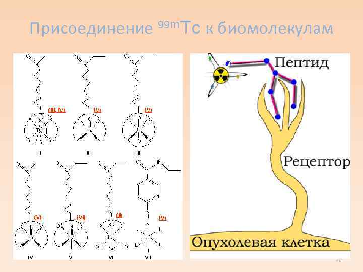 Присоединение 99 m. Tc к биомолекулам (III, IV) (V) (VI) (V) (I) (V) 17