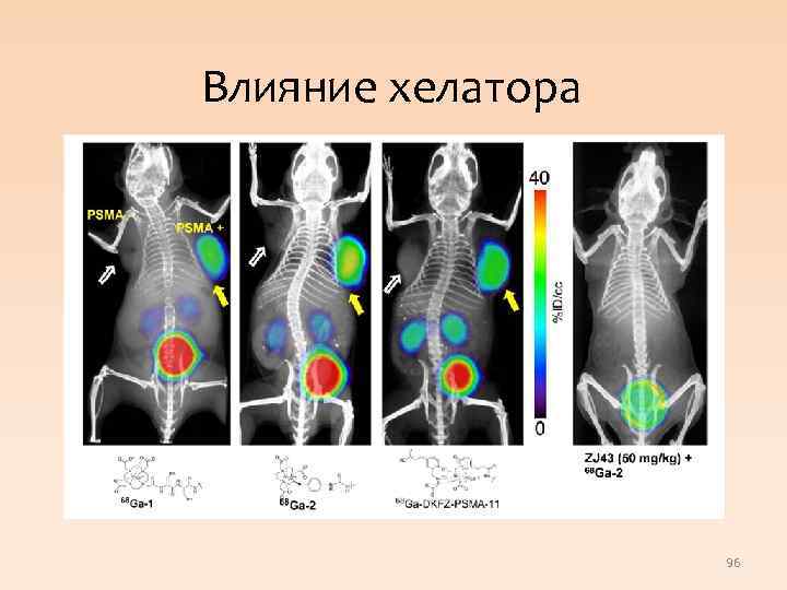 Влияние хелатора 96 