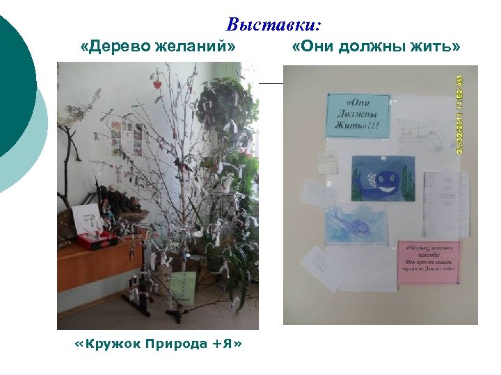 Выставки: «Дерево желаний» «Кружок Природа +Я» «Они должны жить» 