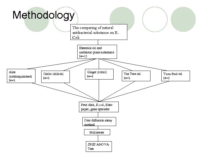 Methodology The comparing of natural antibacterial substance on E. Coli Essential oil and antibiotic