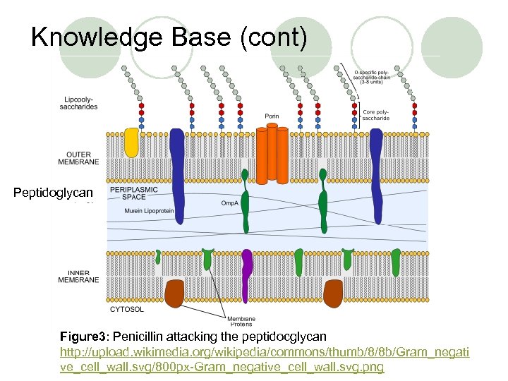 Knowledge Base (cont) Peptidoglycan Figure 3: Penicillin attacking the peptidocglycan http: //upload. wikimedia. org/wikipedia/commons/thumb/8/8