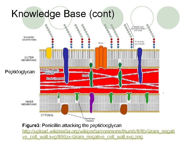 Knowledge Base (cont) Peptidoglycan Figure 3: Penicillin attacking the peptidocglycan http: //upload. wikimedia. org/wikipedia/commons/thumb/8/8