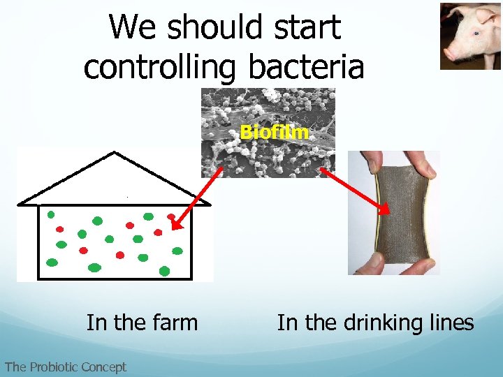 We should start controlling bacteria Biofilm In the farm The Probiotic Concept In the