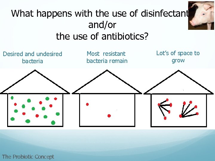 What happens with the use of disinfectants and/or the use of antibiotics? Desired and