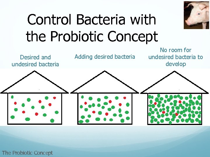 Control Bacteria with the Probiotic Concept Desired and undesired bacteria The Probiotic Concept Adding