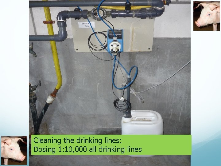 Cleaning the drinking lines: Dosing 1: 10, 000 all drinking lines 