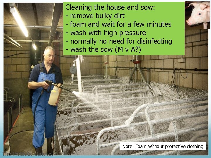 Cleaning the house and sow: - remove bulky dirt - foam and wait for