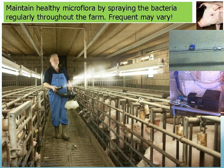 Maintain healthy microflora by spraying the bacteria regularly throughout the farm. Frequent may vary!