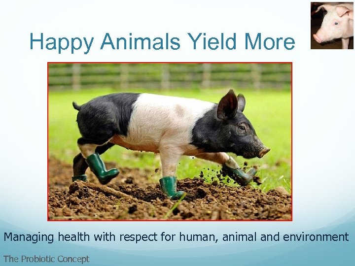 Happy Animals Yield More Managing health with respect for human, animal and environment The