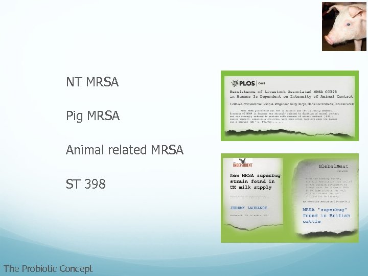 NT MRSA Pig MRSA Animal related MRSA ST 398 The Probiotic Concept 
