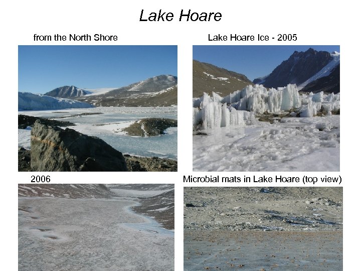  from the North Shore Lake Hoare Ice - 2005 2006 Microbial mats in