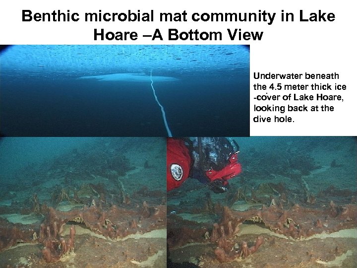 Benthic microbial mat community in Lake Hoare –A Bottom View Underwater beneath the 4.