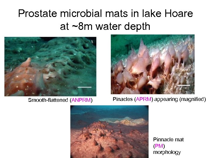 Prostate microbial mats in lake Hoare at ~8 m water depth Smooth-flattened (ANPRM) Pinacles