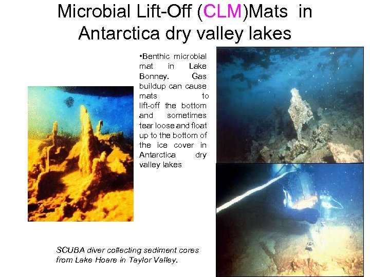 Microbial Lift-Off (CLM)Mats in Antarctica dry valley lakes • Benthic microbial mat in Lake