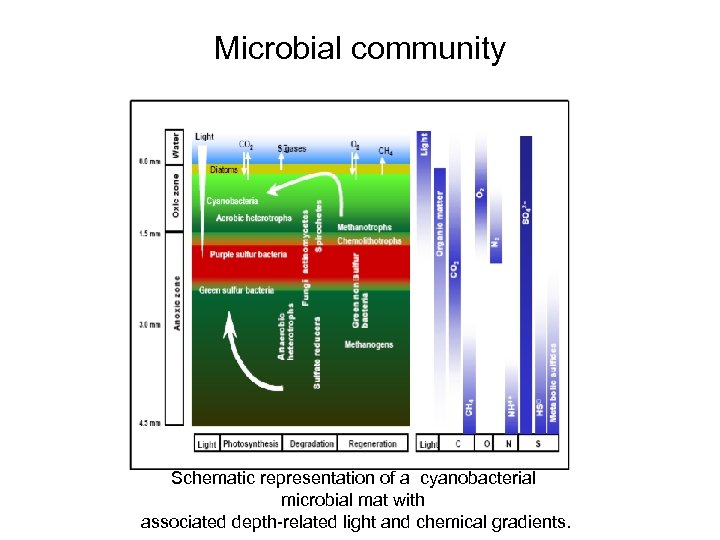 Microbial community Schematic representation of a cyanobacterial microbial mat with associated depth-related light and