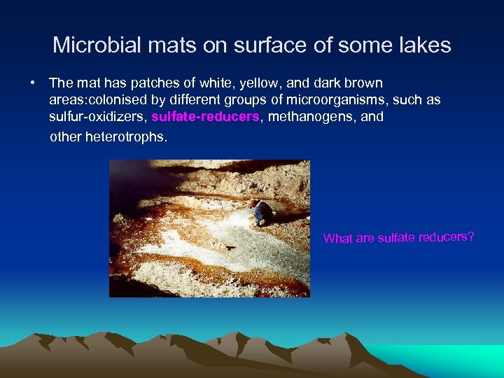 Microbial mats on surface of some lakes • The mat has patches of white,