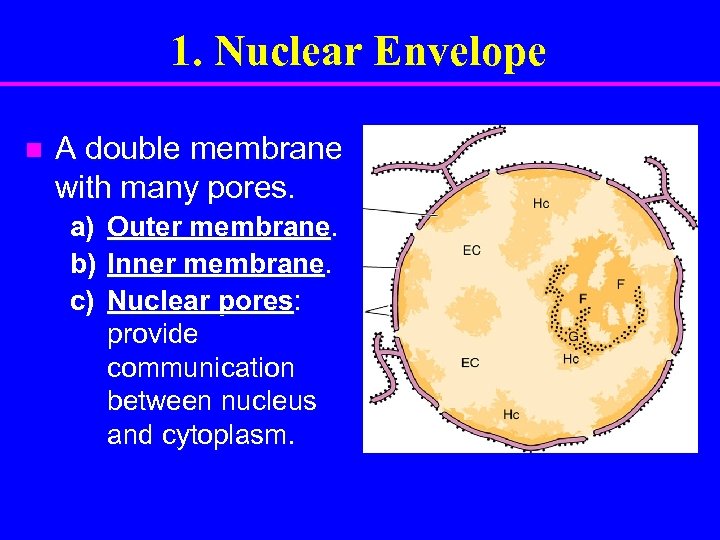 1. Nuclear Envelope n A double membrane with many pores. a) b) c) Outer