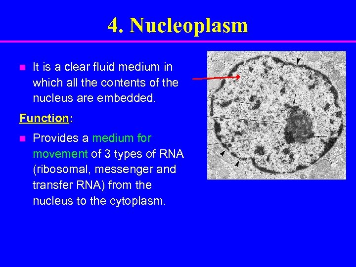 4. Nucleoplasm n It is a clear fluid medium in which all the contents