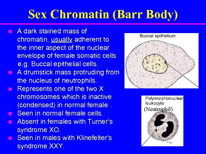 Sex Chromatin (Barr Body) n n n A dark stained mass of chromatin, usually