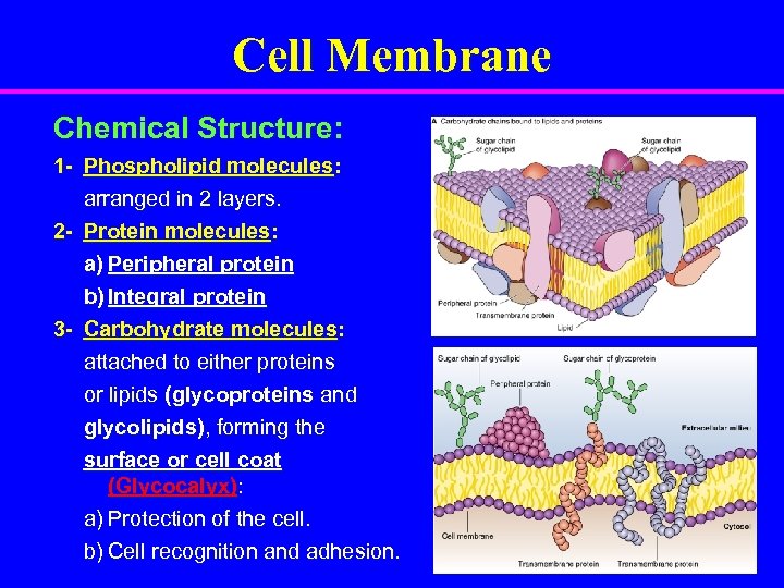 Cell Membrane Chemical Structure: 1 - Phospholipid molecules: arranged in 2 layers. 2 -