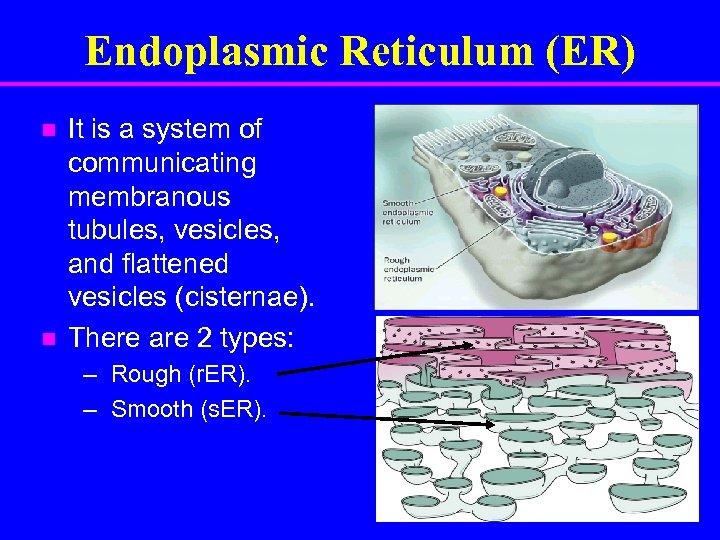 Endoplasmic Reticulum (ER) n n It is a system of communicating membranous tubules, vesicles,
